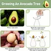 Avocado Seed Starter Vase Transparent Glass Avocado Tree Flower Vase for Balcony