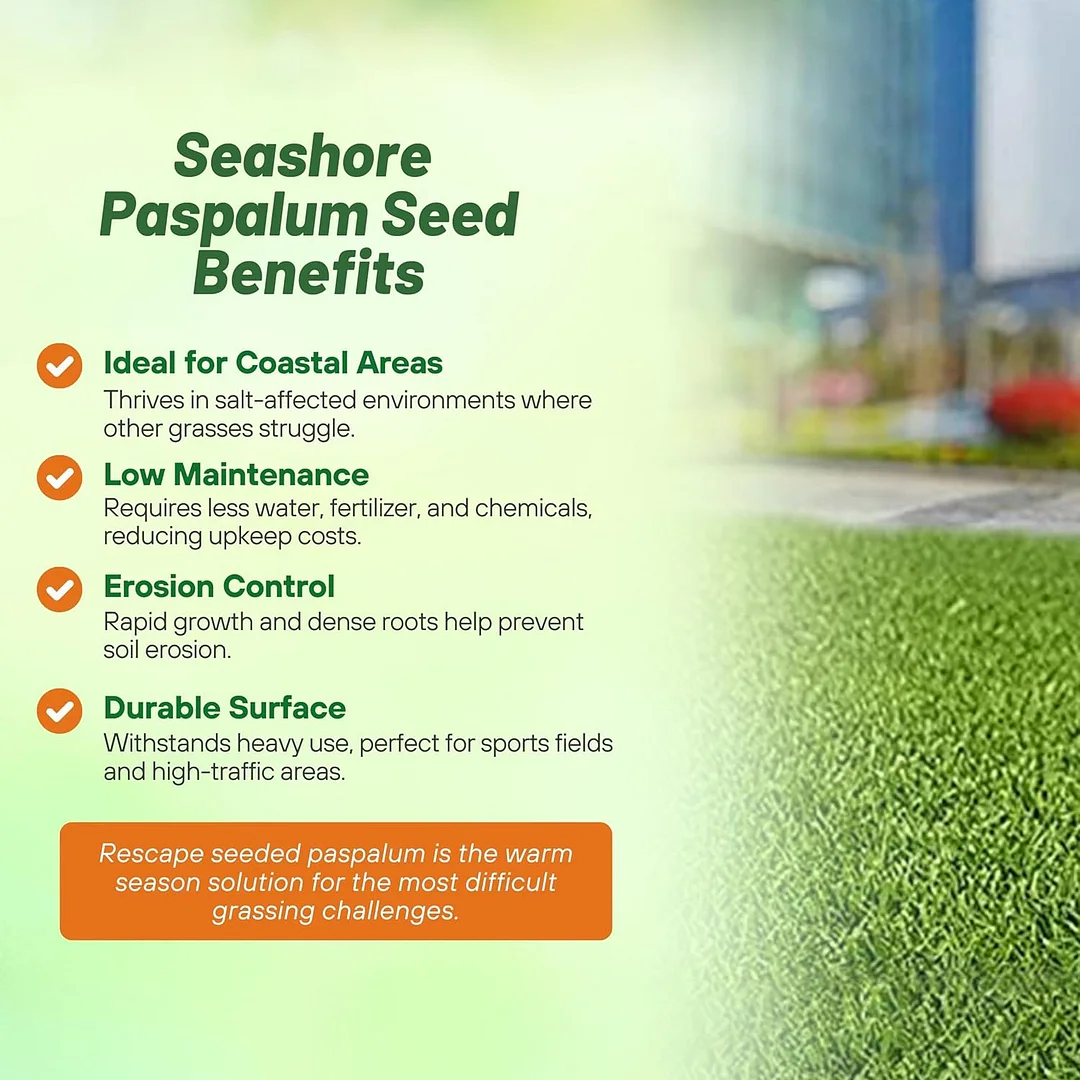 Seashore Paspalum Seed