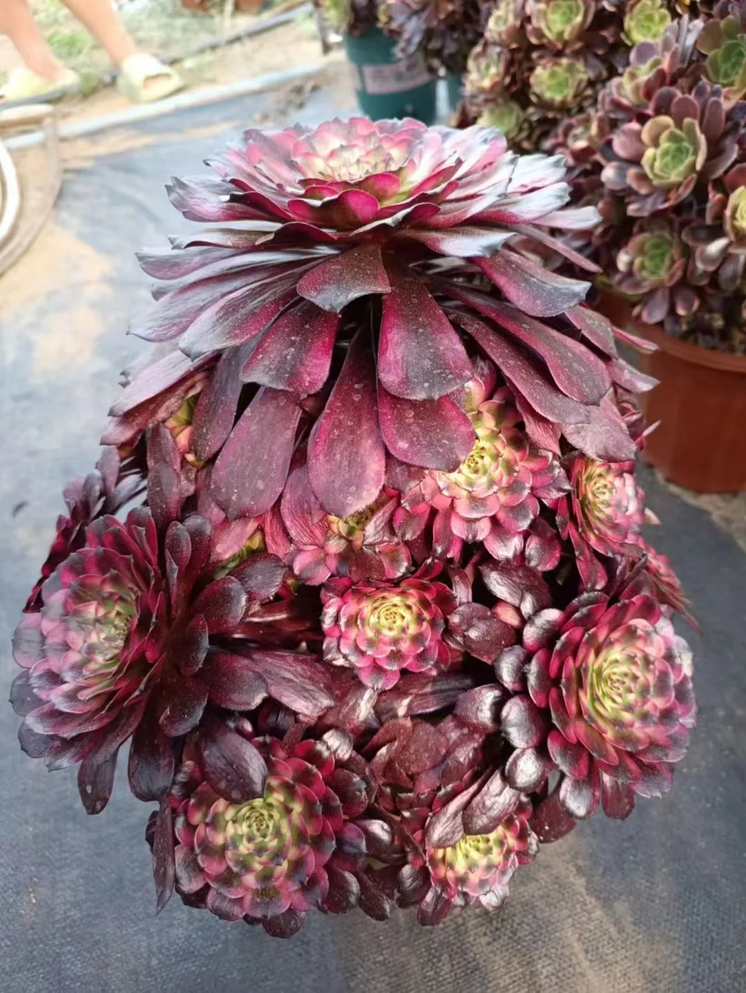 plant Aeonium Echeveria Haworthia  Caudex  Lithops Cactus  Agave 