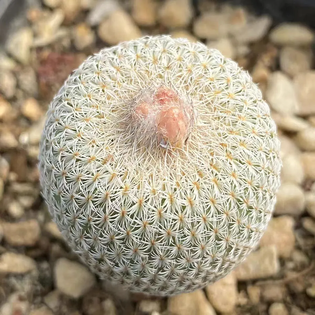 plant Aeonium Echeveria Haworthia  Caudex  Lithops Cactus  Agave 