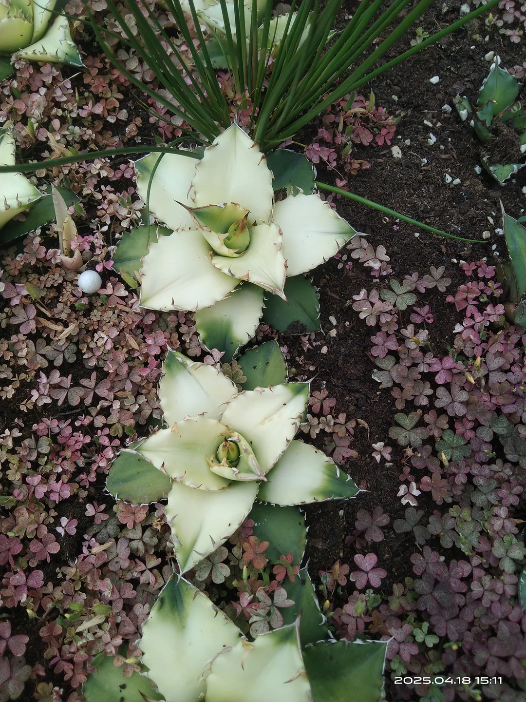 plant Aeonium Echeveria Haworthia  Caudex  Lithops Cactus  Agave 