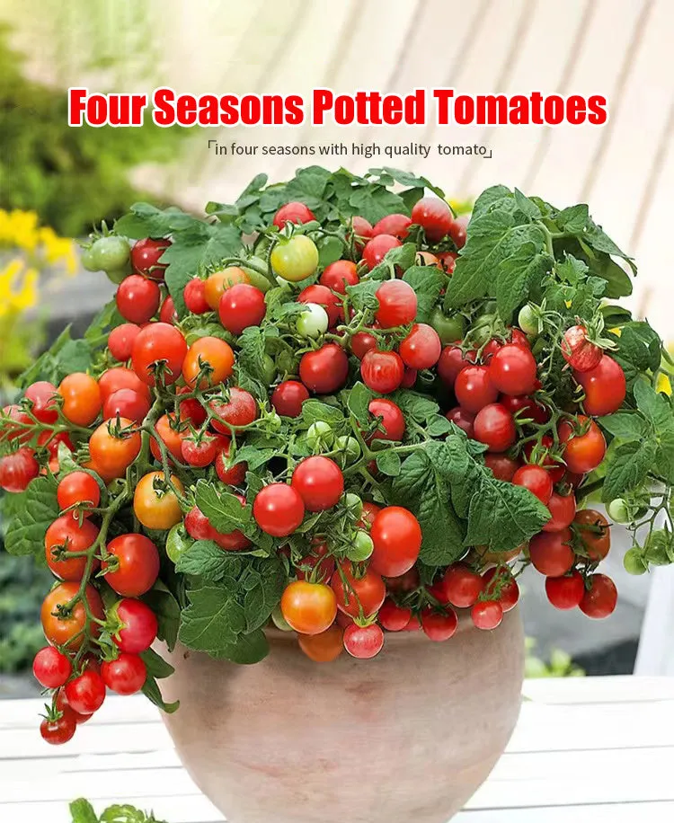 Colorful Dwarf Tomatoes-Four Seasons Potted Plants