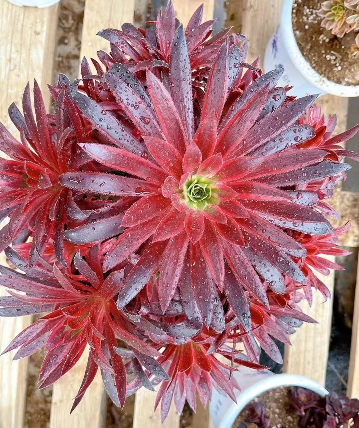 43.  Peacock brocade  cluster 15-18cm cluster / Aeonium / Succulent plants / Garden landscape / Carefully select healthy plants