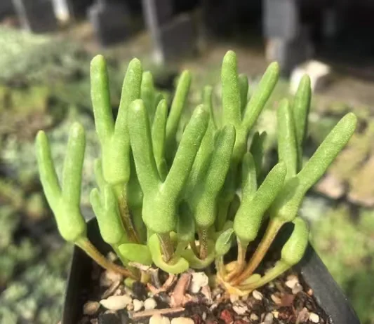 plant Aeonium Echeveria Haworthia  Caudex  Lithops Cactus  Agave 