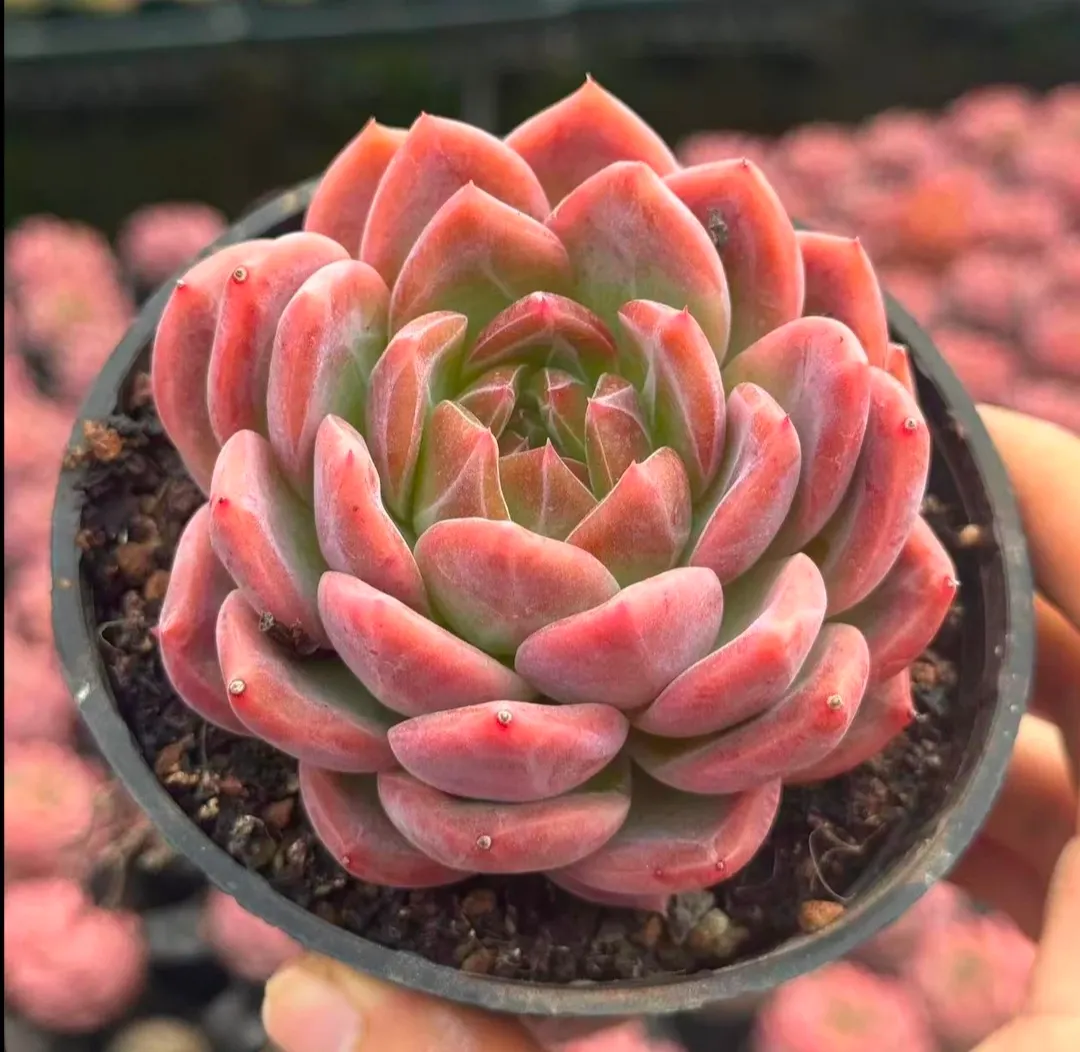 plant Aeonium Echeveria Haworthia  Caudex  Lithops Cactus  Agave 