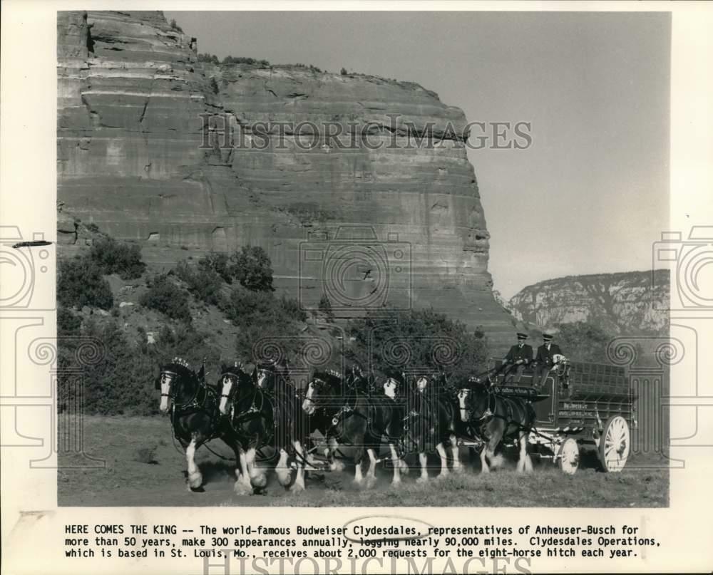 Press Photo Poster painting World famous Budweiser Clydesdales of Anheuser-Busch - sax25258