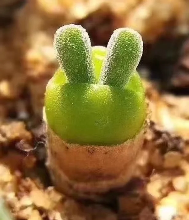 plant Aeonium Echeveria Haworthia  Caudex  Lithops Cactus  Agave 