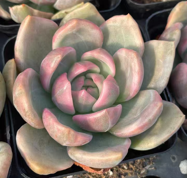 plant Aeonium Echeveria Haworthia  Caudex  Lithops Cactus  Agave 