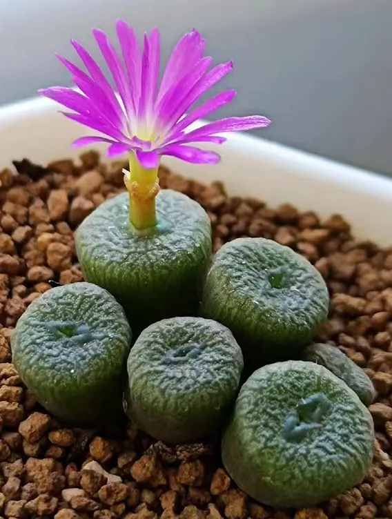 plant Aeonium Echeveria Haworthia  Caudex  Lithops Cactus  Agave 