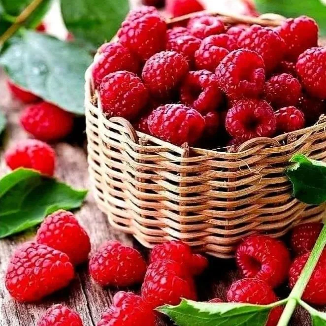 Everbearing Raspberry Organic Natural Seeds