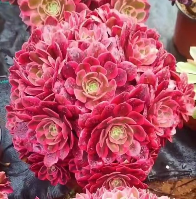 plant Aeonium Echeveria Haworthia  Caudex  Lithops Cactus  Agave 