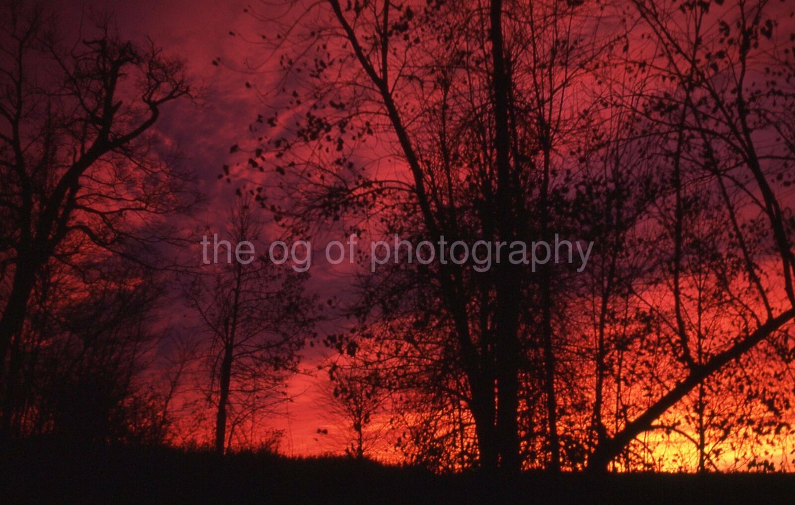 SKY ON FIRE 35mm FOUND SLIDE Vintage COLOR Transparency TREES Photo Poster painting 21 T 67 D