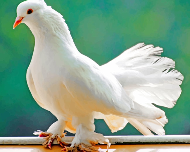 

White Pigeon Bird – Paint By Numbers - 40*50CM, 501 Original