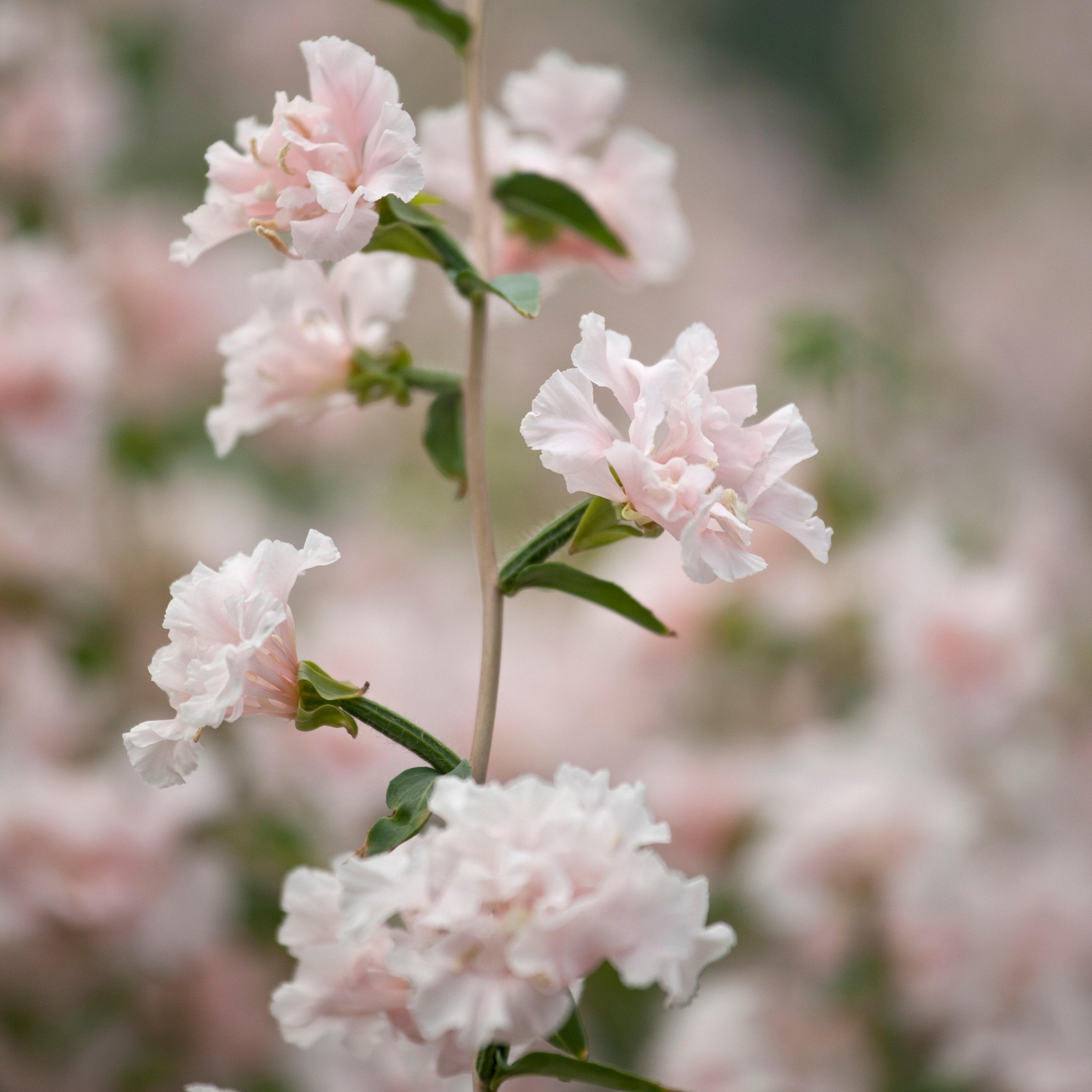 Clarkia Elegant Appleblossom Flower | X 100 Seeds