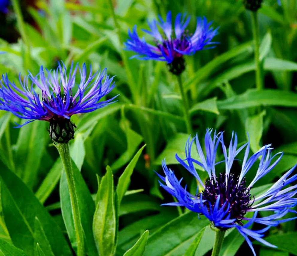 Centaurea montana- Bachelor Buttons