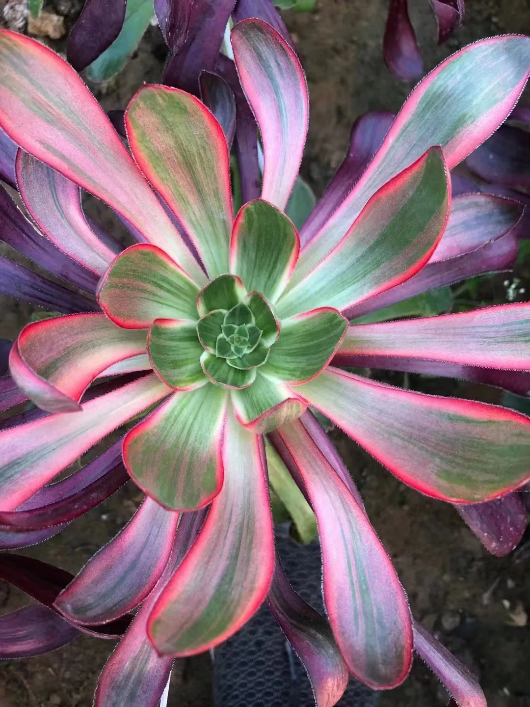 plant Aeonium Echeveria Haworthia  Caudex  Lithops Cactus  Agave 