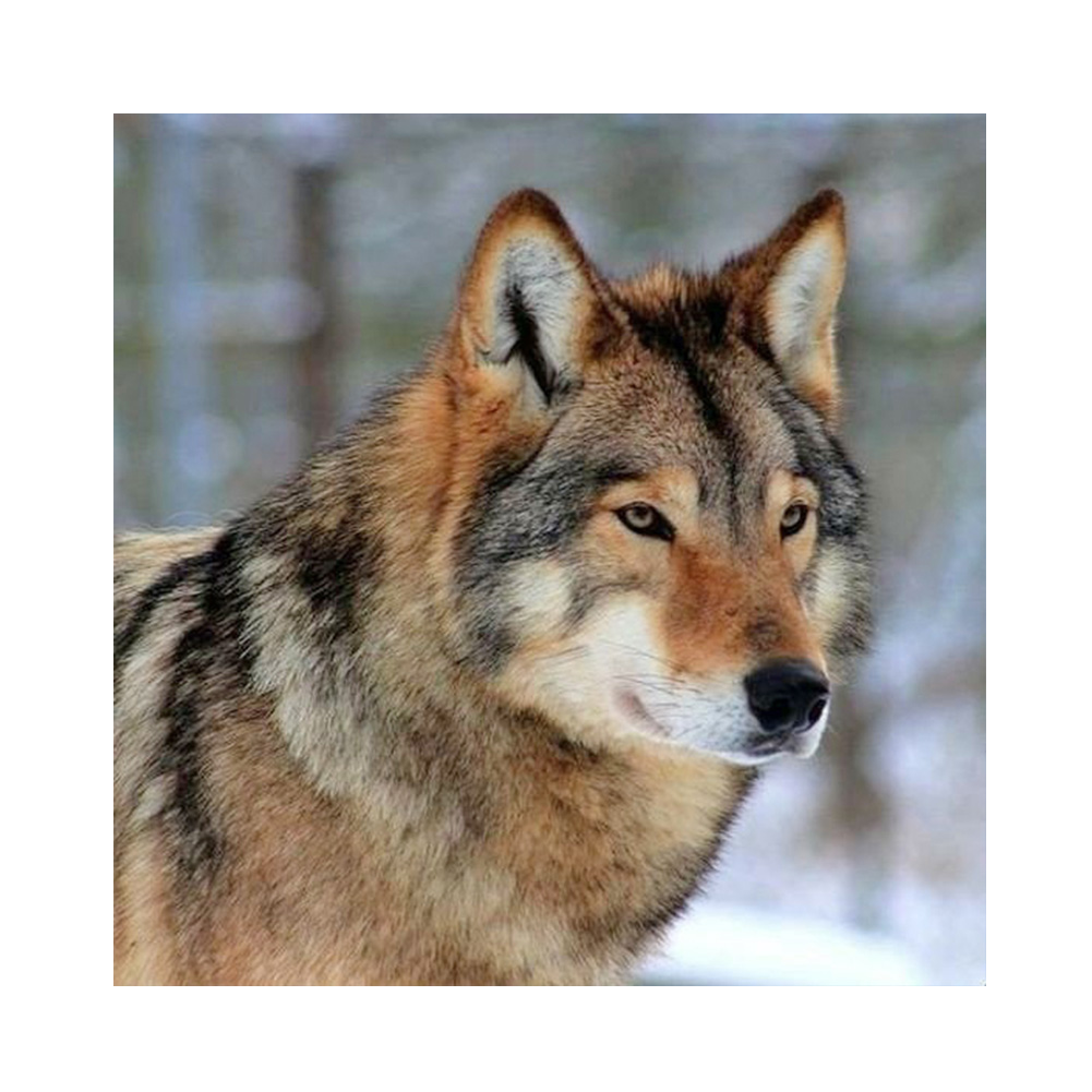 R wolf. Коричневый волк. Волк серый. Бурый волк. Волк коричневый окрас.