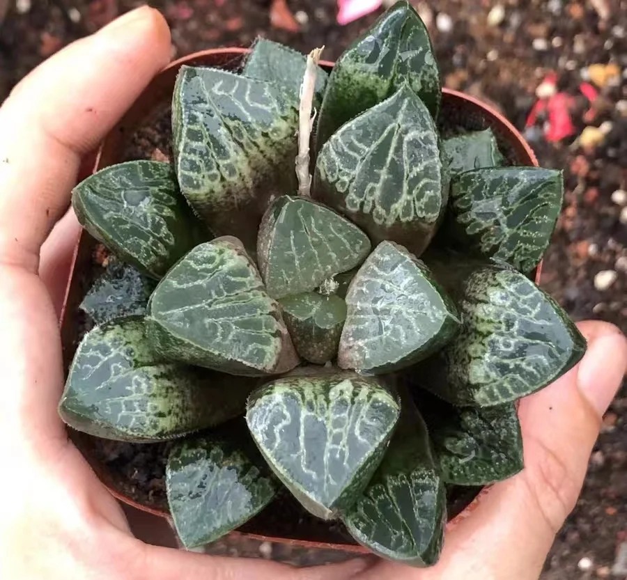 plant Aeonium Echeveria Haworthia  Caudex  Lithops Cactus  Agave 