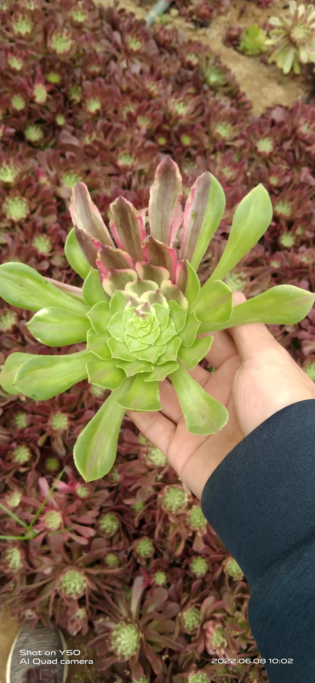 plant Aeonium Echeveria Haworthia  Caudex  Lithops Cactus  Agave 