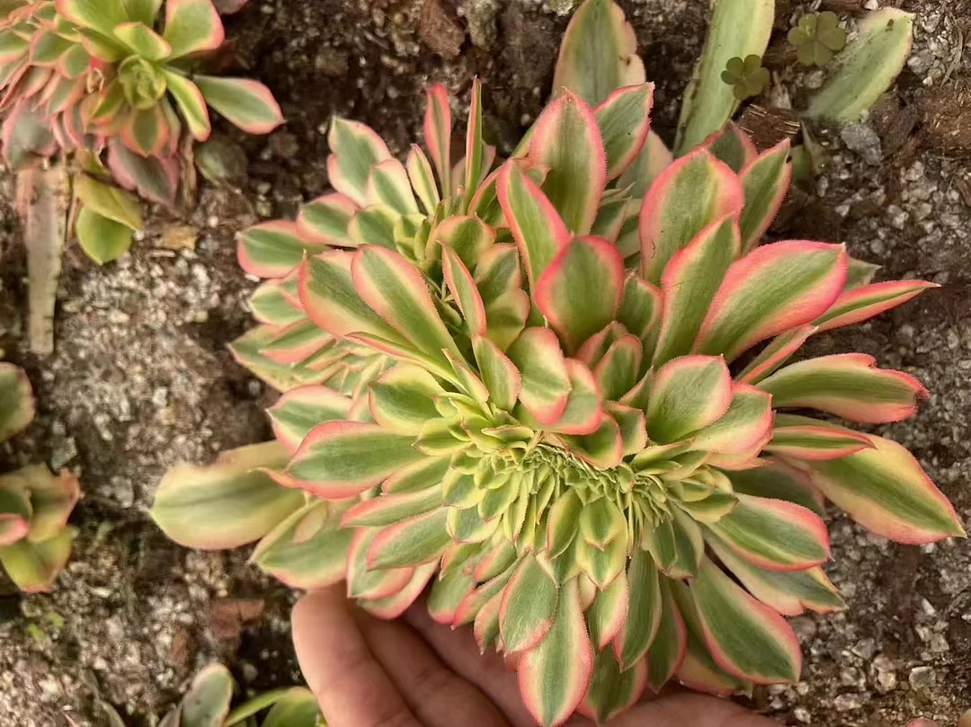 plant Aeonium Echeveria Haworthia  Caudex  Lithops Cactus  Agave 