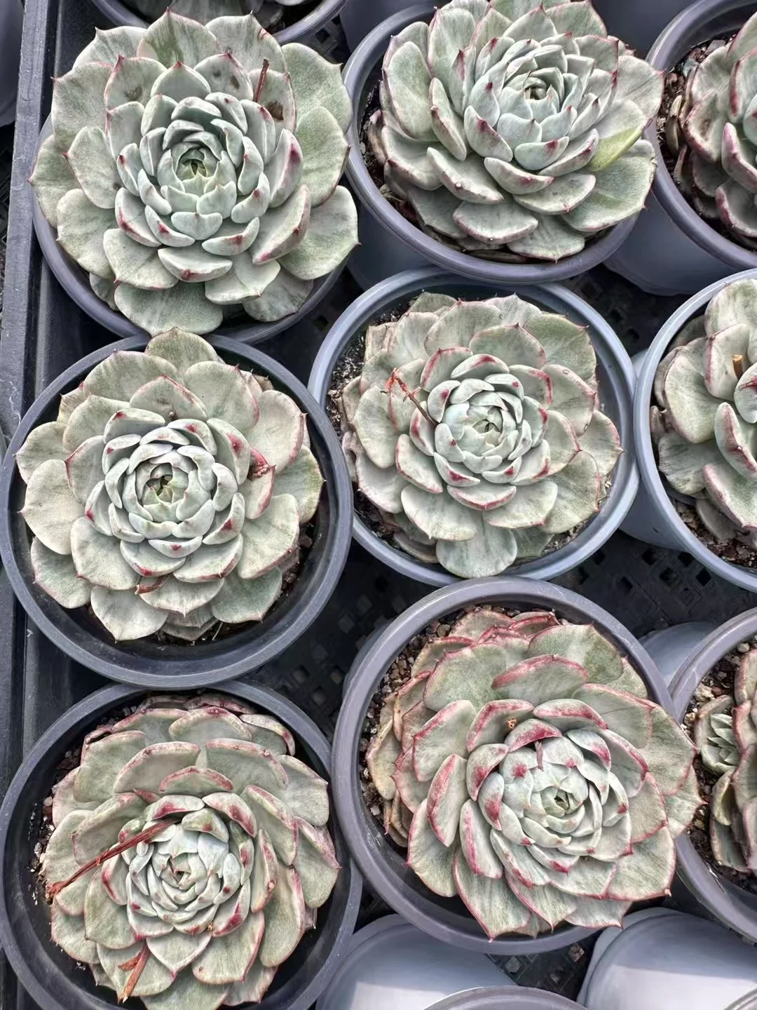 plant Aeonium Echeveria Haworthia  Caudex  Lithops Cactus  Agave 