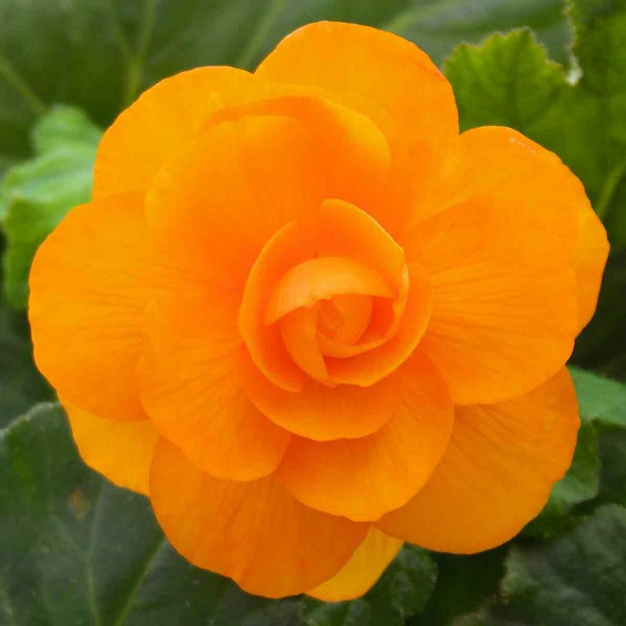 Begonia Tubers