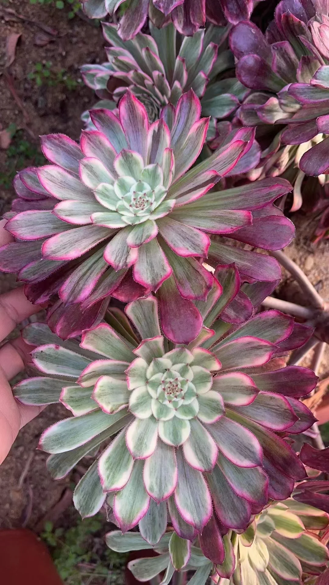 178.  Ink painting   single head and cutting / Aeonium   / Succulent plants /Garden landscape / Carefully select healthy plants