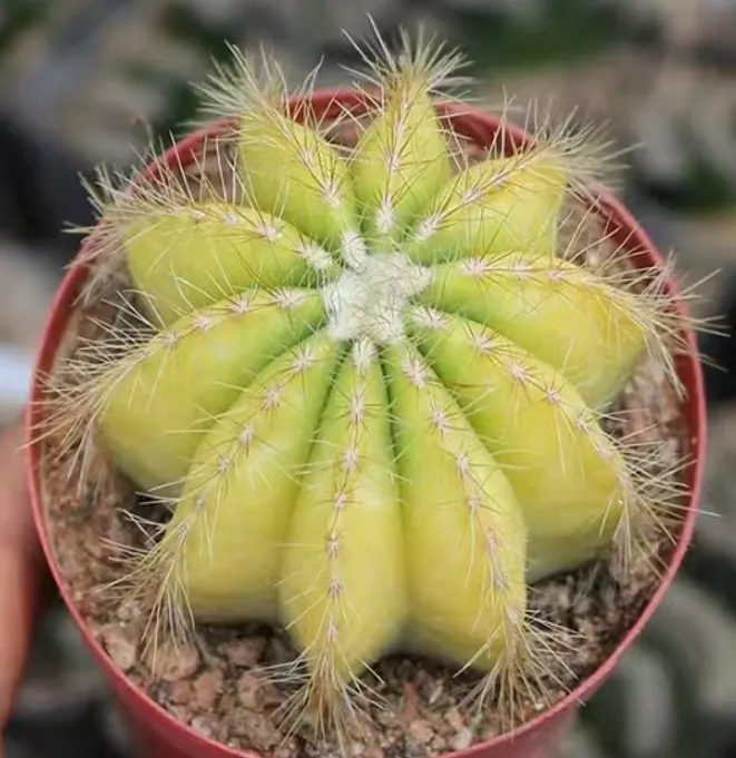 plant Aeonium Echeveria Haworthia  Caudex  Lithops Cactus  Agave 