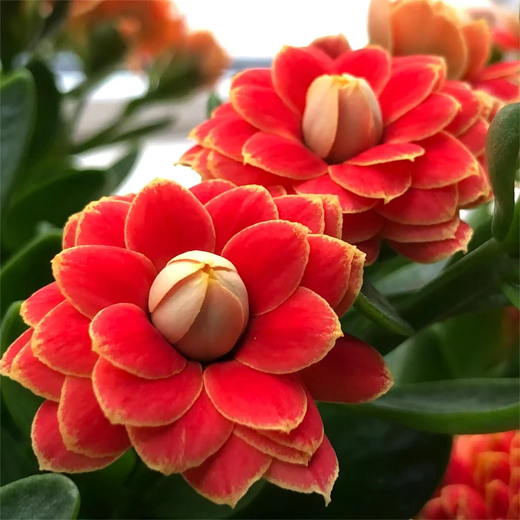 Golden Fox Longevity Flower Seeds