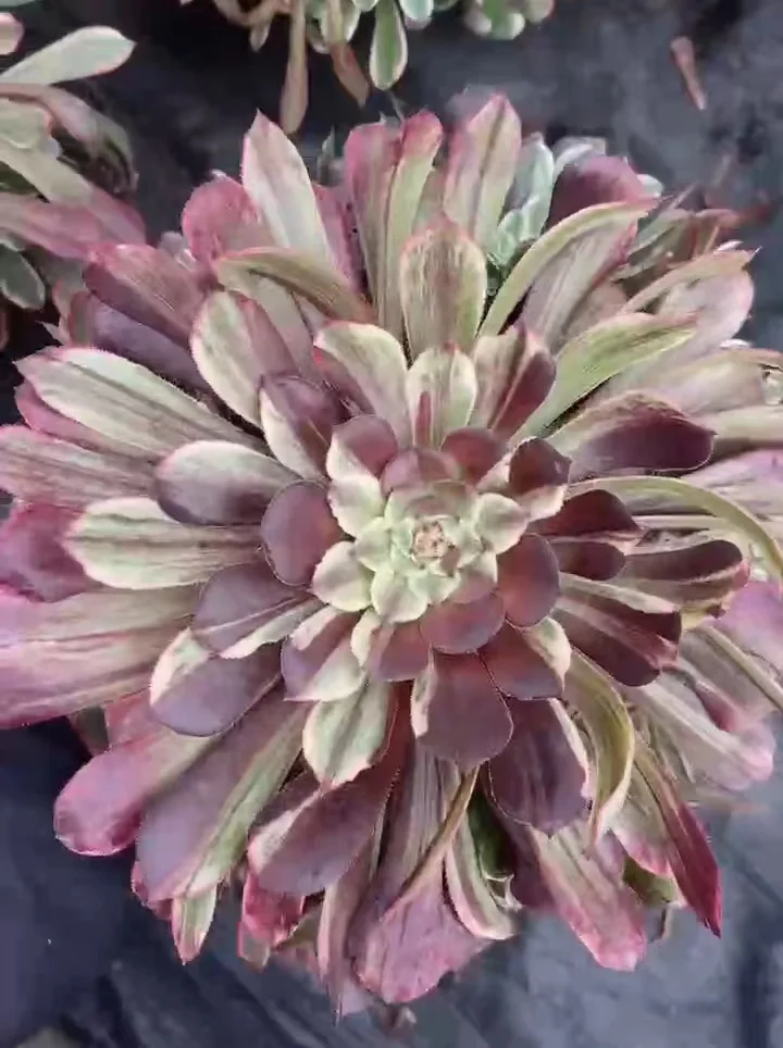 plant Aeonium Echeveria Haworthia  Caudex  Lithops Cactus  Agave 