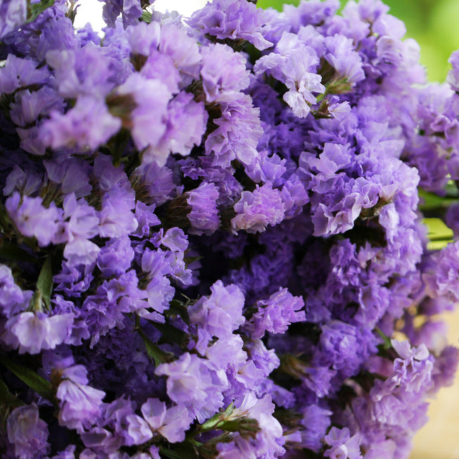 Statice QIS Lavender Flower | X 50 Seeds