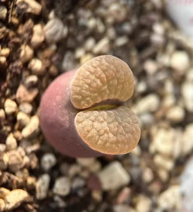 plant Aeonium Echeveria Haworthia  Caudex  Lithops Cactus  Agave 