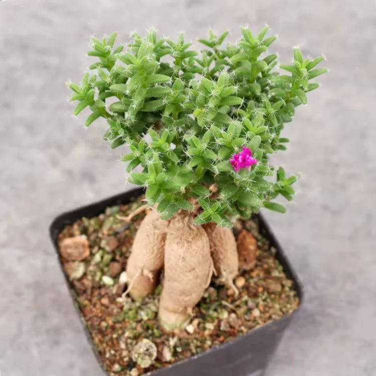 plant Aeonium Echeveria Haworthia  Caudex  Lithops Cactus  Agave 