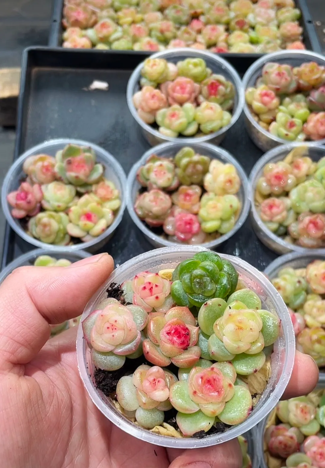 plant Aeonium Echeveria Haworthia  Caudex  Lithops Cactus  Agave 