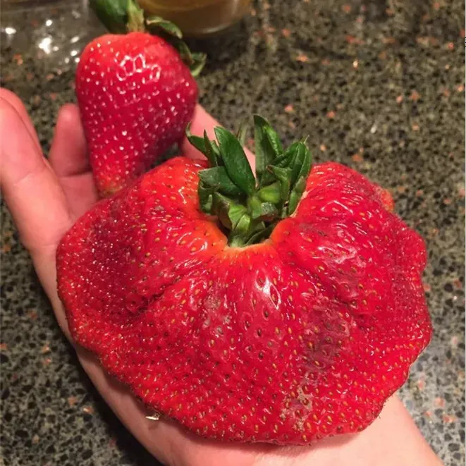 🍓Super Giant Strawberry Seeds – Grow Juicy, Extra-Large Strawberries!