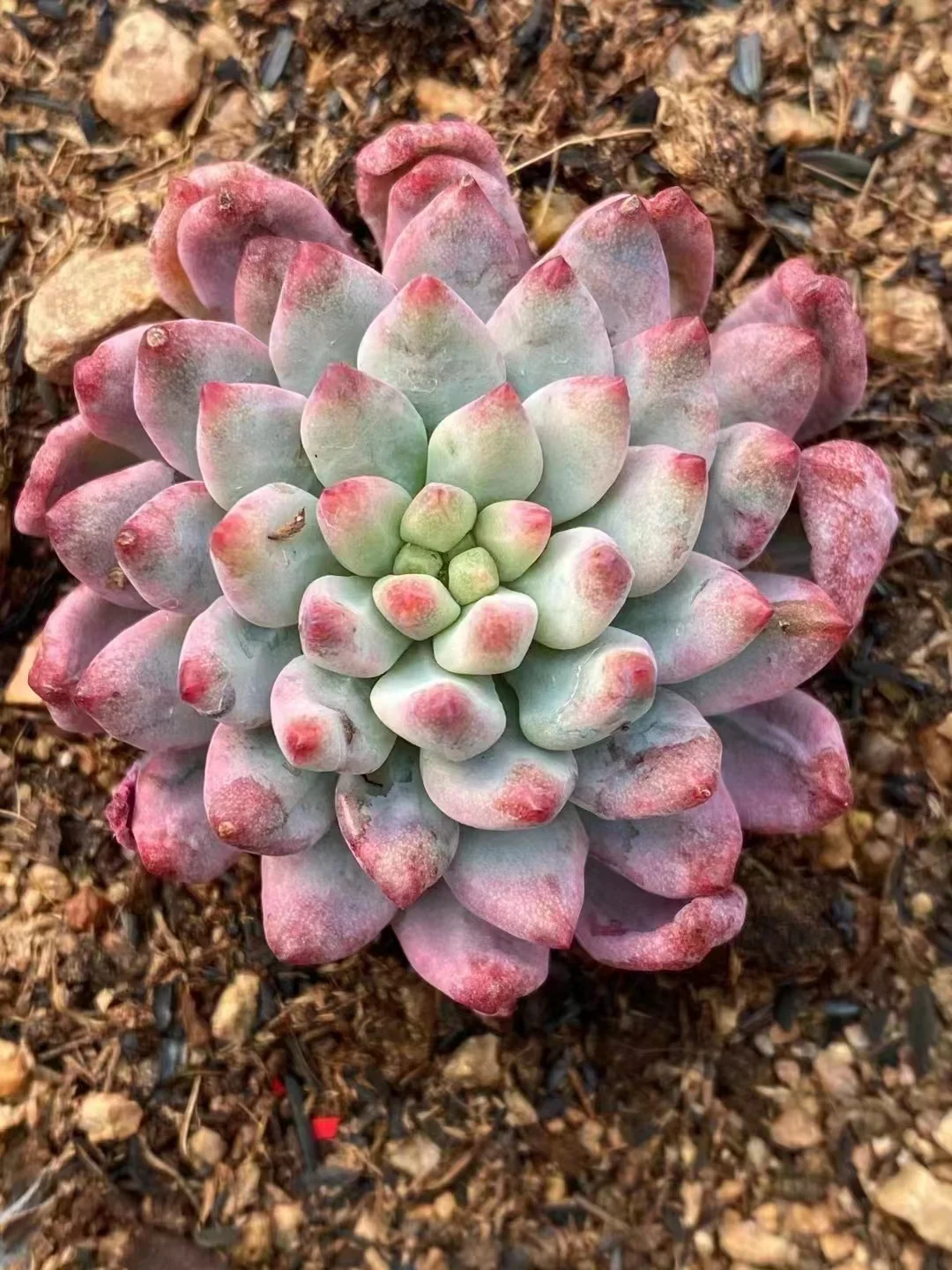 525.Blue apple brocade single head 3-4cm / Echeveria /Succulent plants/ Garden landscape / Carefully select healthy plants