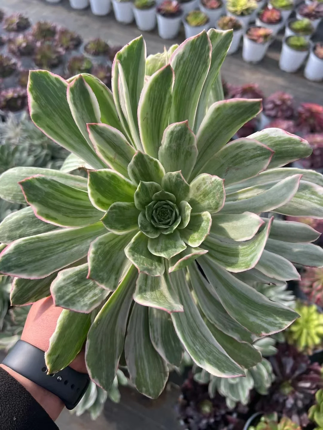 plant Aeonium Echeveria Haworthia  Caudex  Lithops Cactus  Agave 