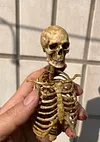 1/6 scale (approximately 12 inches) movable human skeleton model