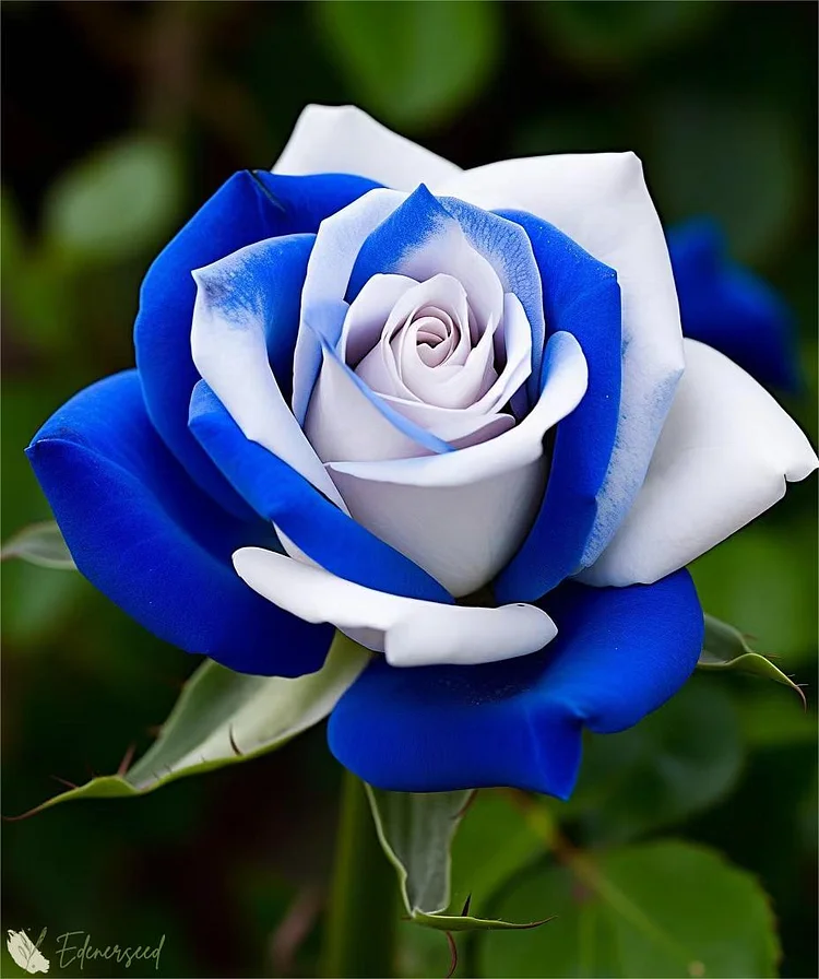 💜💙PURPLE BLUE ROSE SEEDS