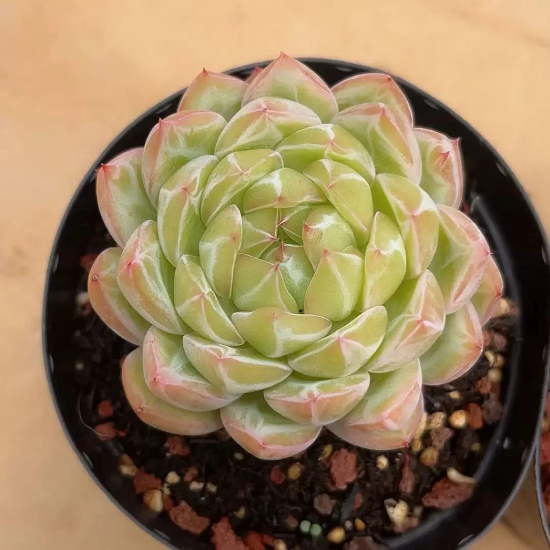 plant Aeonium Echeveria Haworthia  Caudex  Lithops Cactus  Agave 