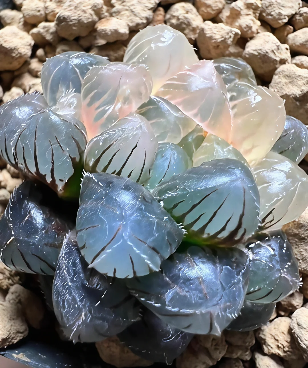 plant Aeonium Echeveria Haworthia  Caudex  Lithops Cactus  Agave 