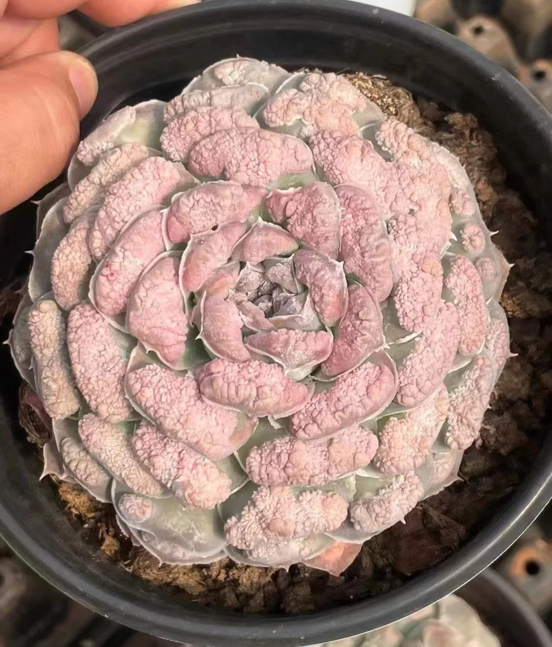 359.Mexican Ginat 4-5cm single head/ Echeveria / Succulent plants / Garden landscape / Carefully select healthy plants