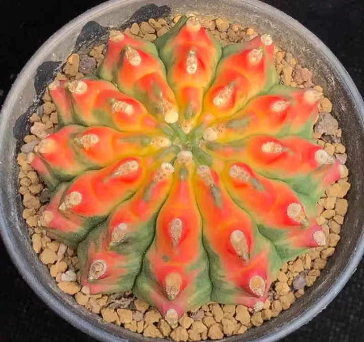 570. Gymnocalycium anisitii variegata. has roots 5-7cm/Cactus plants / Succulent plants / Garden landscape / Carefully select healthy plants