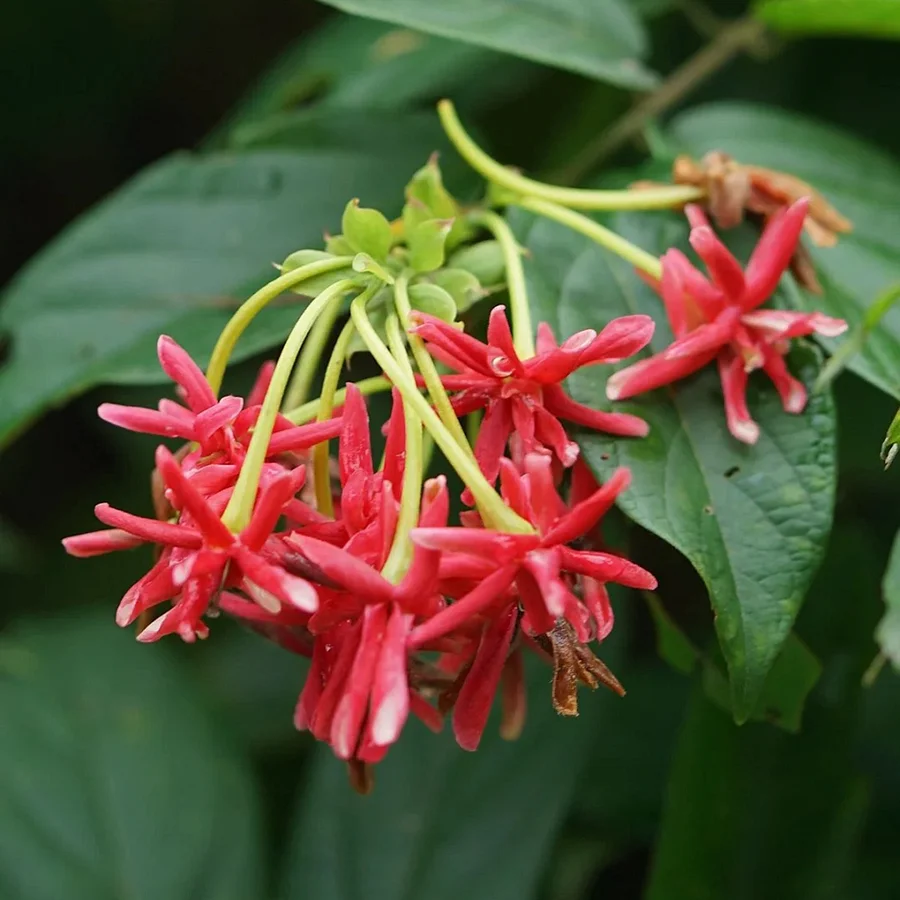 蘭ページ Double Rangoon Creeper Seeds