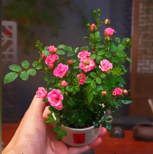 Water Beauty Rose-Miniature bonsai roses, blooming all year round, potted flowers Ornamental bonsai, indoor plants