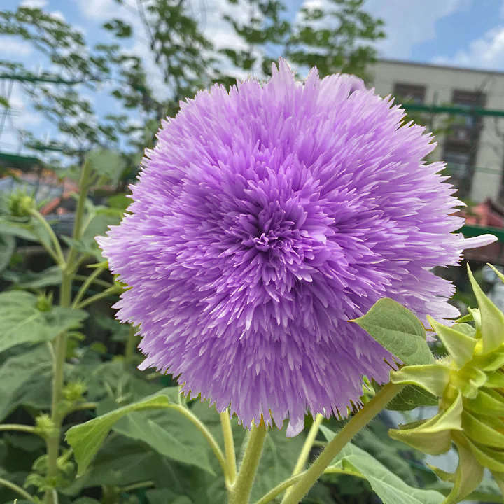 🌻Purple Teddy Bear Sunflower