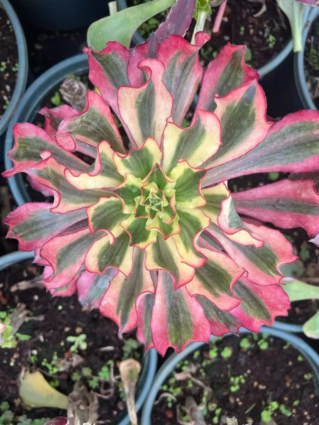 plant Aeonium Echeveria Haworthia  Caudex  Lithops Cactus  Agave 