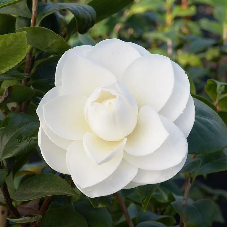 Camellia japonica seeds