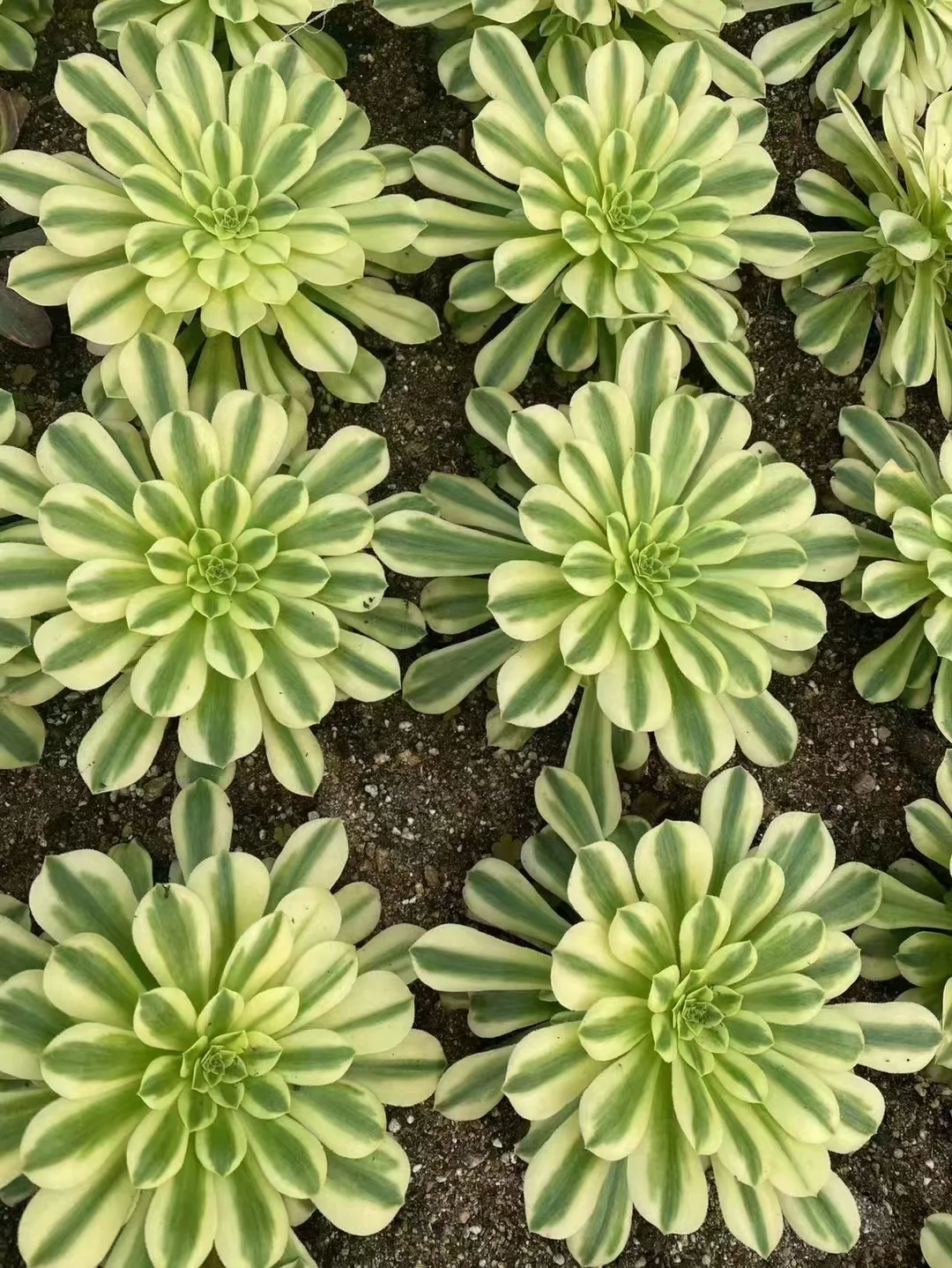 plant Aeonium Echeveria Haworthia  Caudex  Lithops Cactus  Agave 