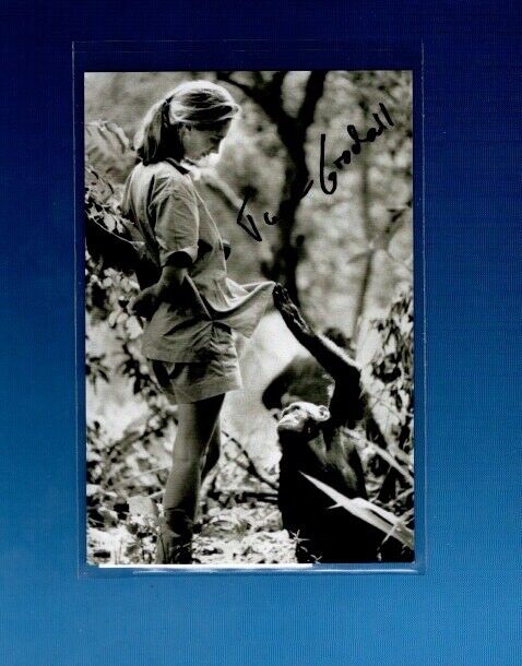 Jane Goodall Autographed Photo Poster painting World Renowned Anthropologist 4x6 B&W (Original)